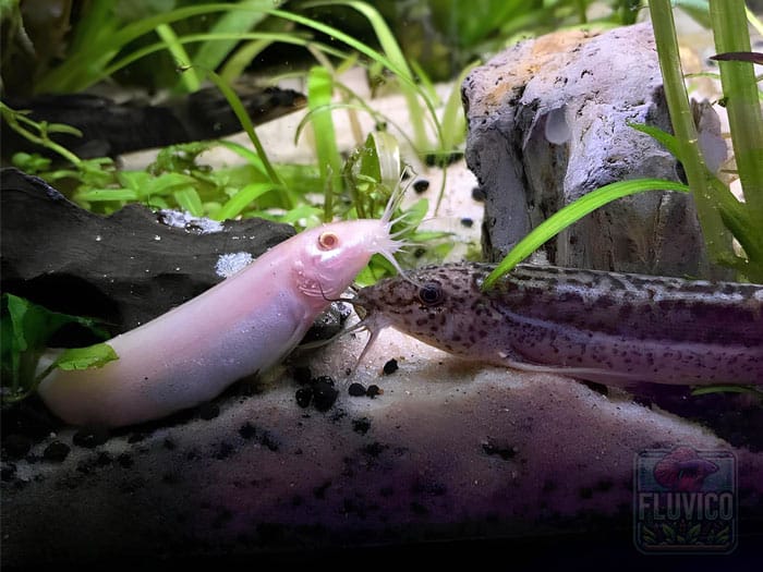 Weather Loach 101: Ultimate Care Guide
