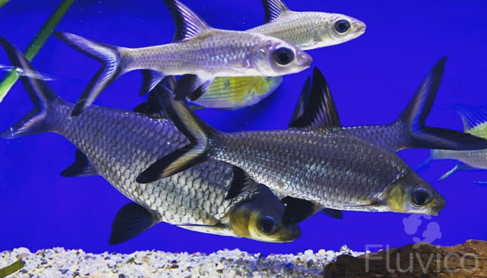Bala Sharks 101: Essential Care Tips and Advice