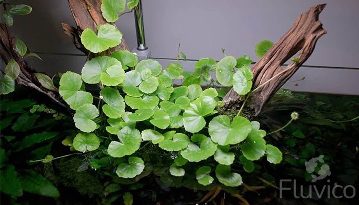 Pennywort Plant Guide: 2024's Most Popular Aquarium Plant!