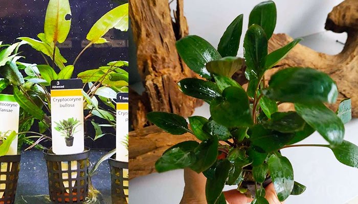 Cryptocoryne (Crypts) Plant Care Guide: Everything You Need to Know (2024 Guide)