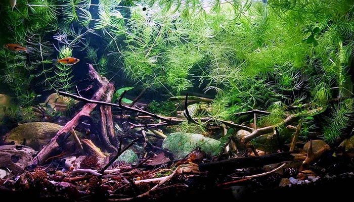 7 Reasons to add Hornwort To Your Aquarium