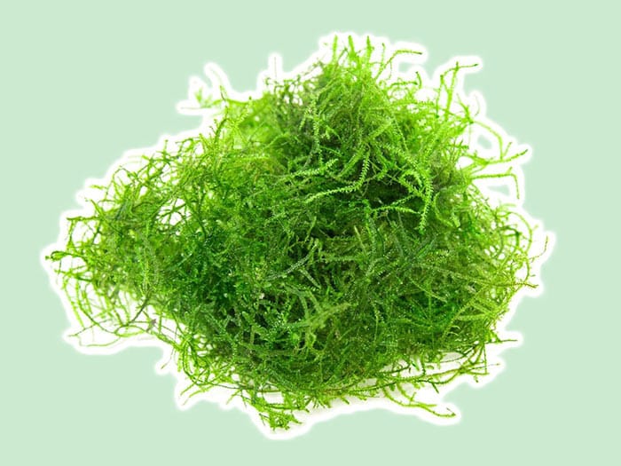 Grow Java Moss: The Complete Guide