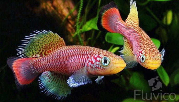 Killifish Care Guide: Species, Tank Conditions, Diet, and Breeding