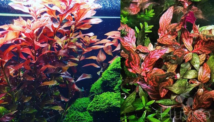 Mastering Ludwigia Repens Care: A Beginner's Guide