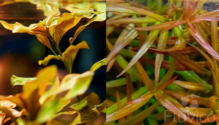 Discover the Underwater Rainbow: Top 10 Types of Ludwigia