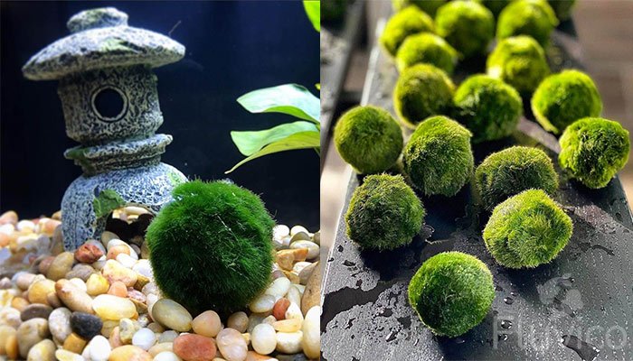 Marimo Moss Ball - Aquarium Guide
