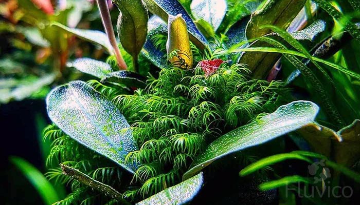 Cherry Shrimp Breeding Guide