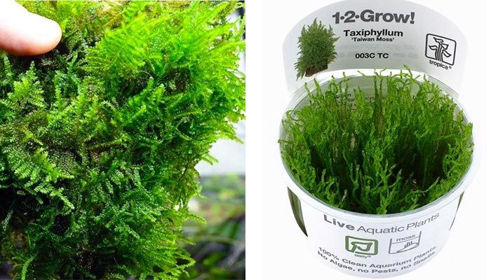 Taiwan Moss 101: Care Guide