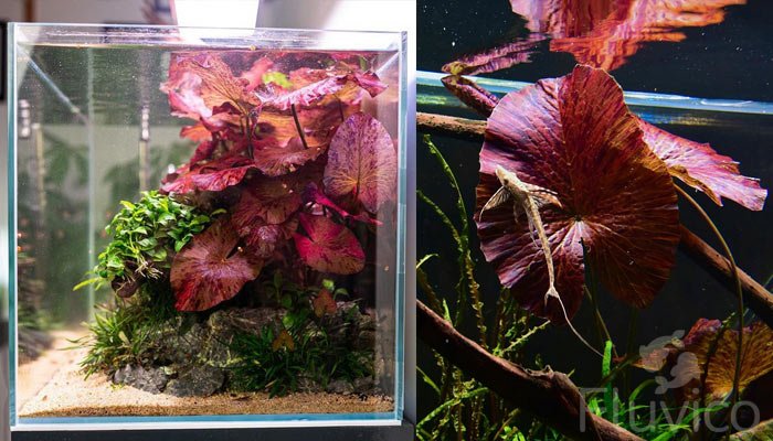 Top 16 Background Plants for Easy Aquascaping