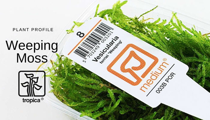 Weeping Moss: Care Guide: Origins, Parameters, Size, Planting, Growth, and Propagation