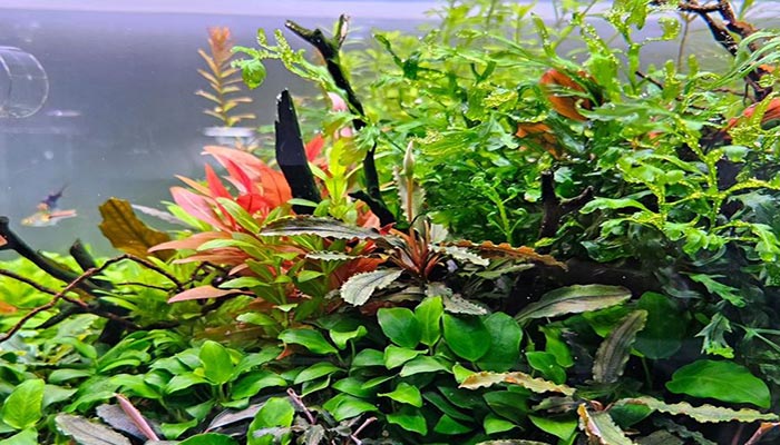 16 Fast Growing Freshwater Aquarium Plants