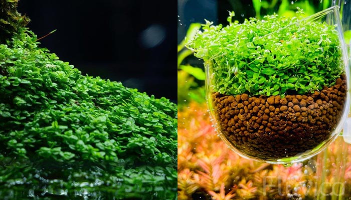 Unlock Dwarf Baby Tears Growth: A Care Guide