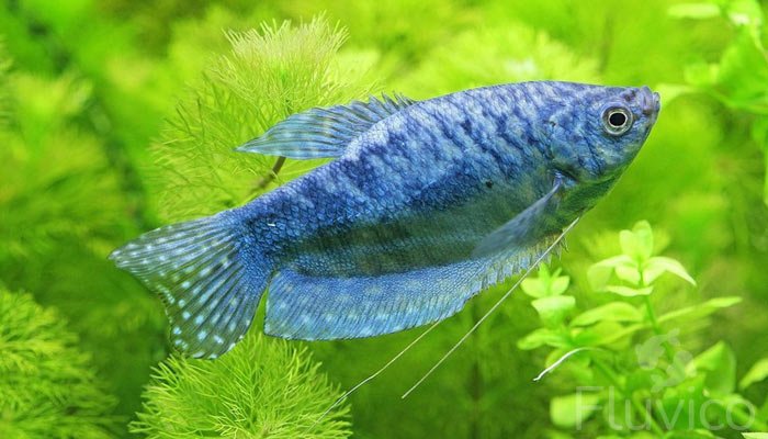 Gourami Fish Care: The Complete Guide