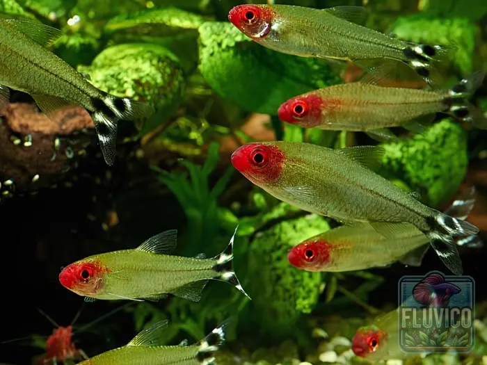 Rummy Nose Tetra 101: A Complete Guide