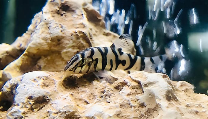 YoYo Loach (Botia almorhae) Aquarium Care Guide 101