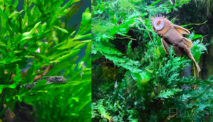 Water Fern Bolbitis heudelotii in aquarium