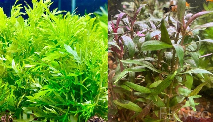 Alternanthera