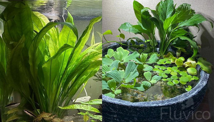 Amazon-sword-tank