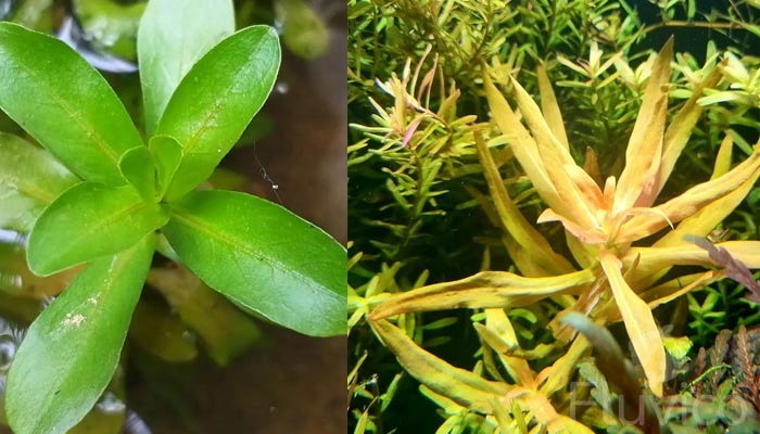 Ammania-gracilis
