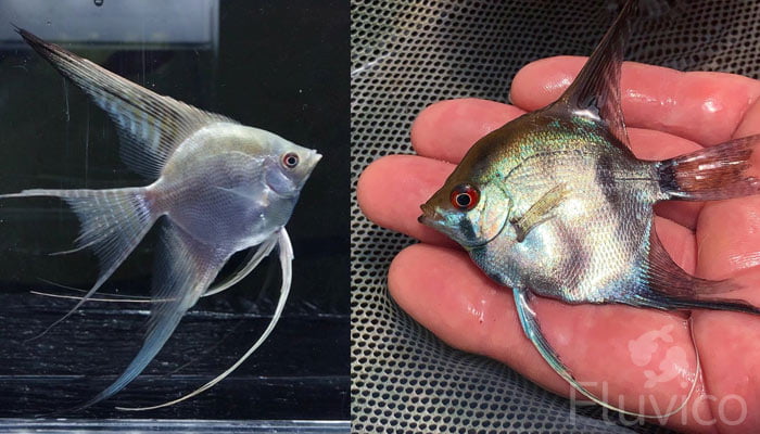 Angelfish breeding