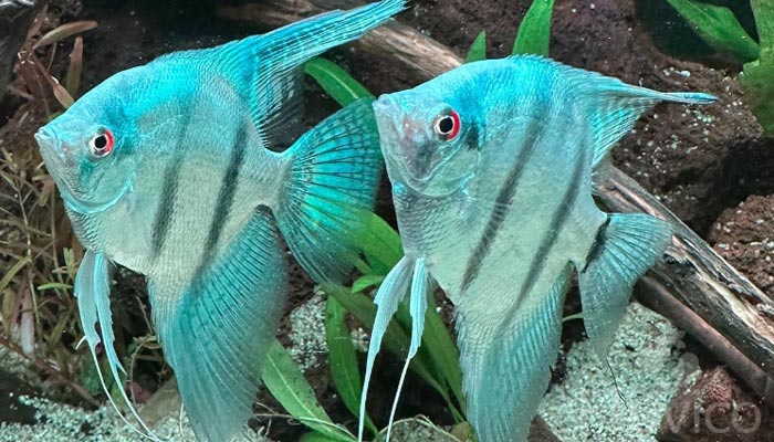 Angelfish colours