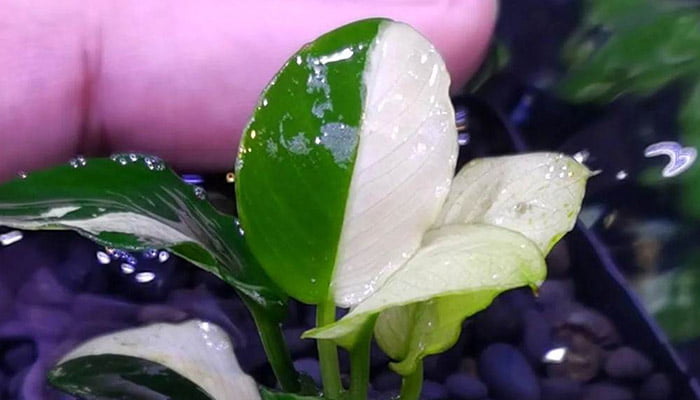 Anubias Pinto Hybrid