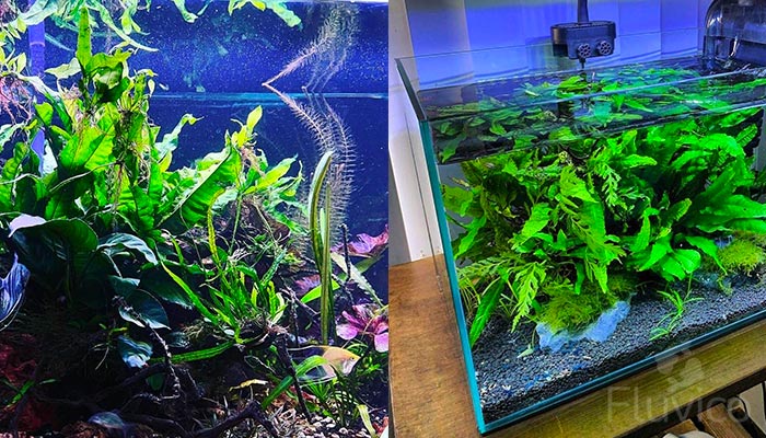 Java Fern Submersed