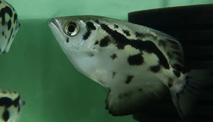 Archer fish