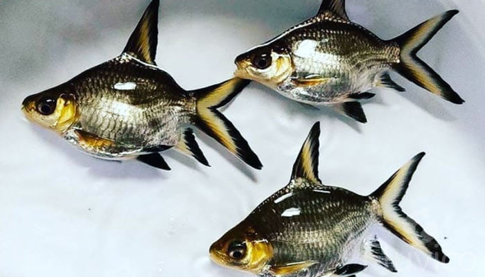 Bala shark breeding