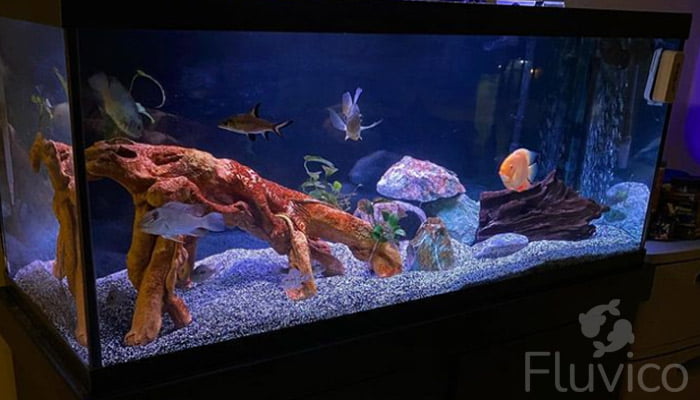 Bala shark tank