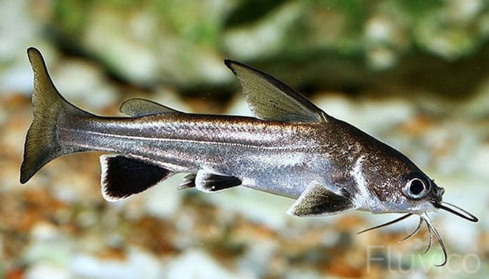 Columbian shark close up