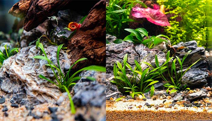 Cryptocoryne parva