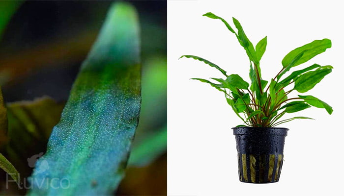 Cryptocoryne beckettii