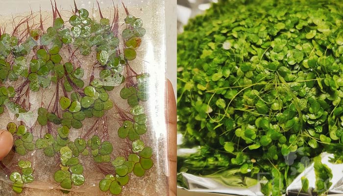 Duck-weed-planting