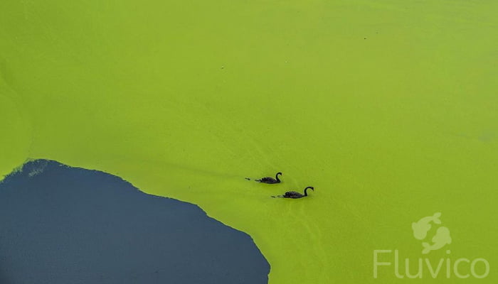 Duck-weed-swans
