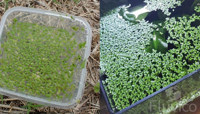 Duck-weed-tank