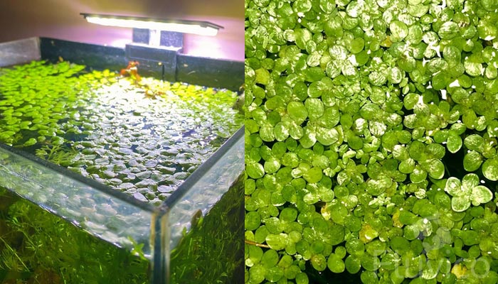 Duck-weed-waterPh