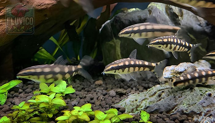 Dwarf Chain Loach: Ambastaia sidthimunki