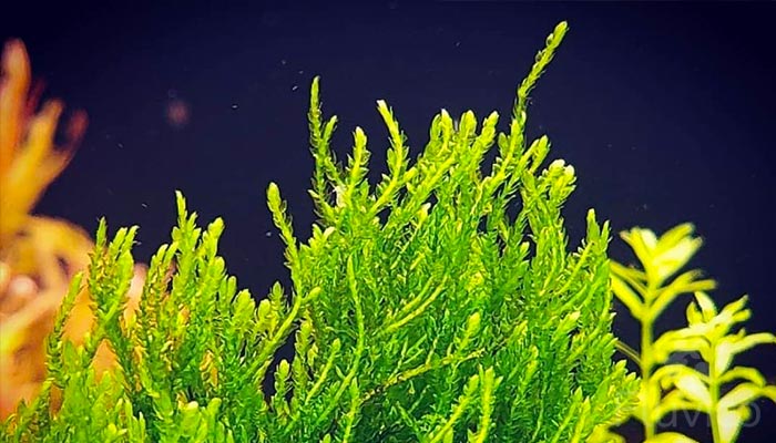 Flame Moss Appearance