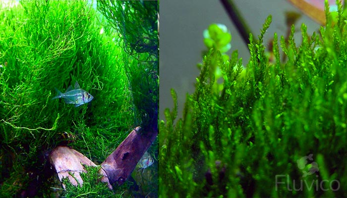 Flame Moss Carpet
