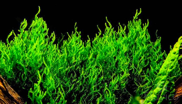 Flame Moss