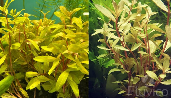 Golden-Nesaea
