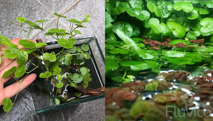 Healthy Pennywort