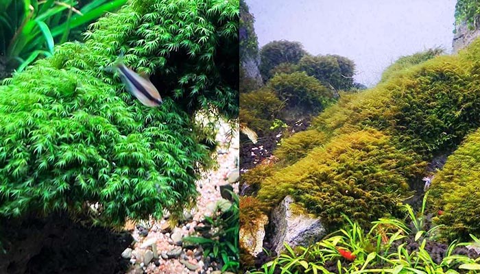 Phoenix Moss Unhealthy and brown