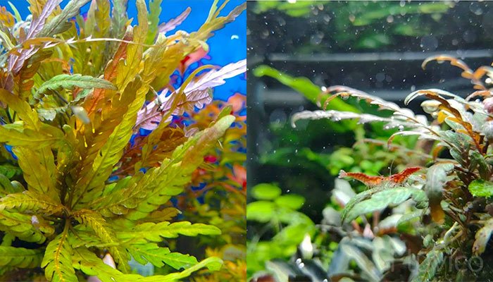 Hygrophila
