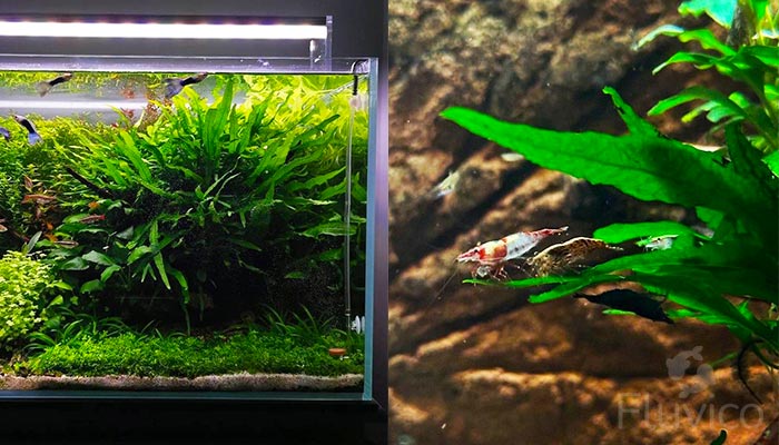 Java Fern with Rilli Shrimp