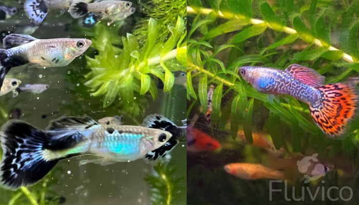 Livebearers aqurium