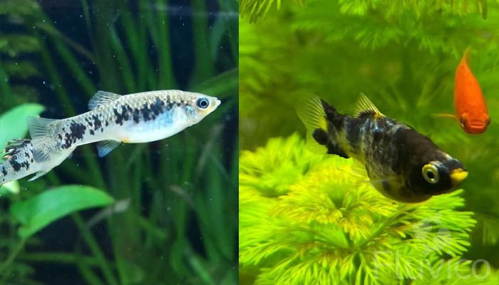 Livebearers closeup