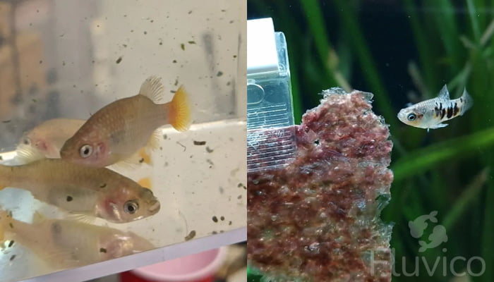 Livebearers feeding