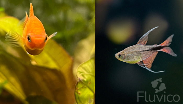 Livebearers front
